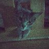 Mewmeow123♡•'s profile picture