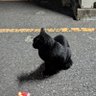 オセロット(👉ΦωΦ)👉 的头像