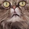 SCROMU's profile picture