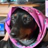 My dogs favourite friend's profile picture