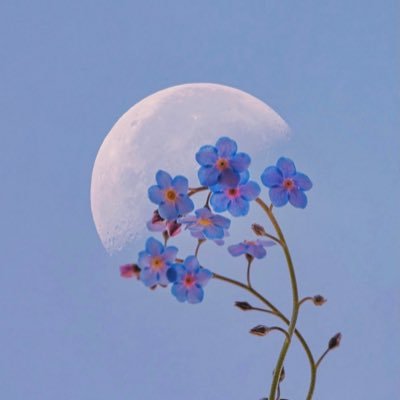 Betul Turksoy's profile picture