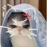 ลาน่าของปังปอนด์🌼 的头像
