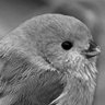どうぶつのともだち profil fotoğrafı