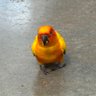 すごい鳥 profil fotoğrafı