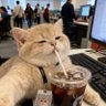 แมวอ้วนสีส้ม profil fotoğrafı