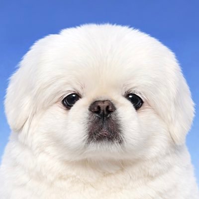 임쪼깐's profile picture