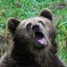 The Hooter Bear 的头像