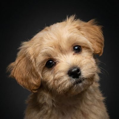 Oflululemon's profile picture