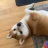Fluffymrstumpy profil fotoğrafı