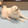 あべりあ's profile picture