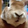 あさ's profile picture
