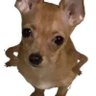 Profilbild von さーもん