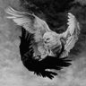 الريشة الرابعة 𒉭's profile picture