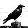 Velcrow 的头像
