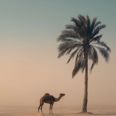 Abughaiiith's profile picture