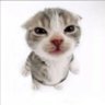 Фото профиля Angry ass cat