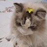 Soreya profil fotoğrafı