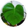 グリングリーン's profile picture