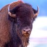 Фото профиля Lone Bison