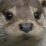 Profilbild von Kanta
