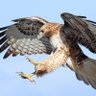 Profilbild von Tommyhawk