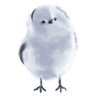 Profilbild von Gin