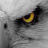 Profilbild von DERSİMO