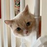 PinkRabbit 的头像