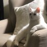 MoeDalco profil fotoğrafı