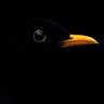 blackbird's profile picture