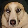 FoggyDew's profile picture