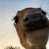 🫶🏼deer profil fotoğrafı