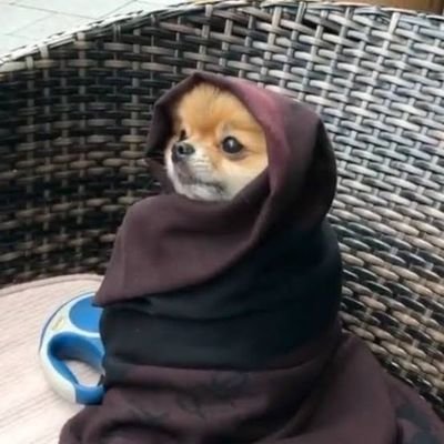 bholu's profile picture