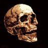 Profilbild von Clamator Coromandus