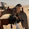 إرث | IIRTH 🐆's profile picture