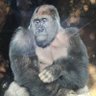 Фото профиля 益史(ますふみ)|自動化ゴリラ🦍