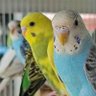Фото профиля Periquito Del Amor 💝 🎶🦜