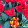 Фото профиля Freyha_sue