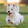 Doudou's profile picture