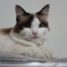 Thais's profile picture