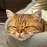 小梦(原号xiaoroupp已重生)'s profile picture
