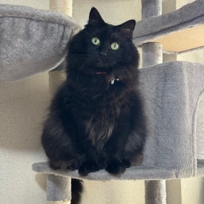 黒ねこボサのもふ日和's profile picture