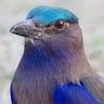 ساركوزي's profile picture