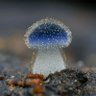Фото профиля alice