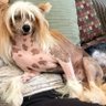 SherryLivering profil fotoğrafı