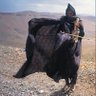 🐦‍⬛Hz. Şêx Kevciye Neşuşti )MIROVXWAR)OKKÜRTİZM🪬's profile picture