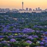 Botsotso℠'s profile picture