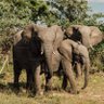 Фото профиля Anika 🐘🦍🦧🦒🇨🇦🇵🇰