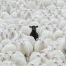 BlackSheep profil fotoğrafı