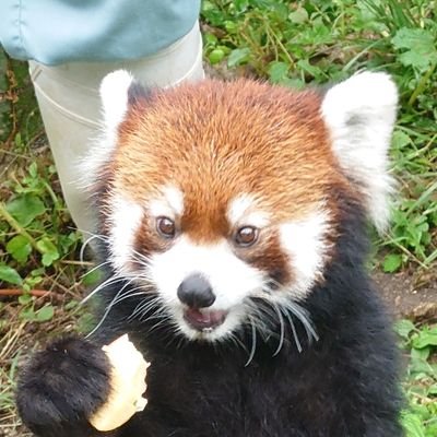 hirapanda_1203's profile picture